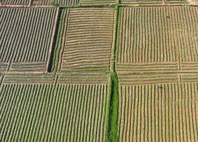 插秧 春耕 春光 田野