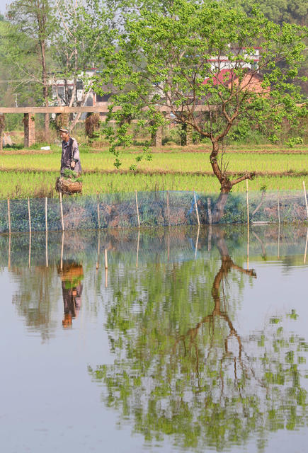 插秧 春耕 春光 田野