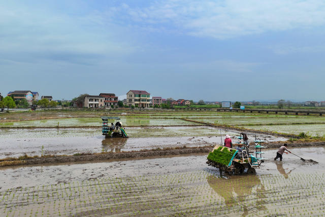 早稻 育秧 插秧 春耕生产