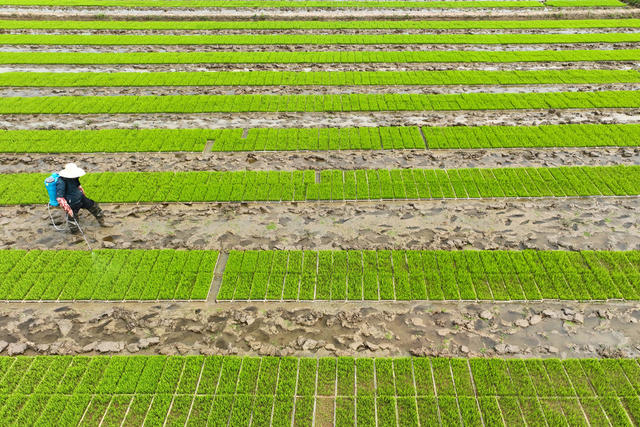 早稻 育秧 插秧 春耕生产