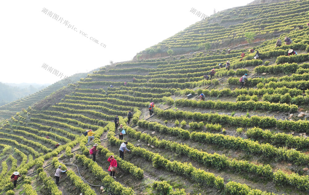 明前茶 采摘 加工