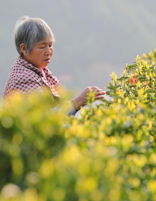 明前茶 采摘 加工
