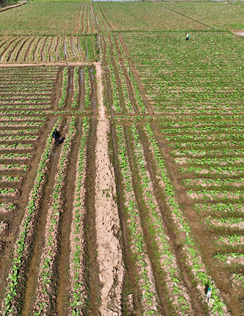 插秧 春耕 春光 田野