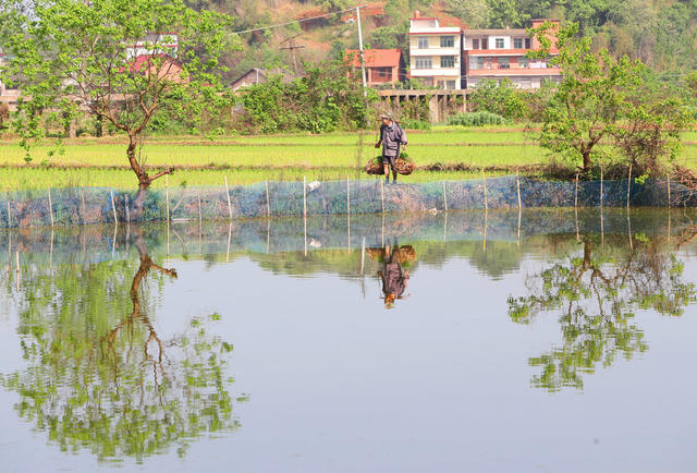 插秧 春耕 春光 田野
