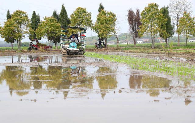 早稻 育秧 插秧 春耕生产