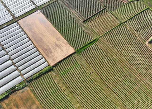 插秧 春耕 春光 田野