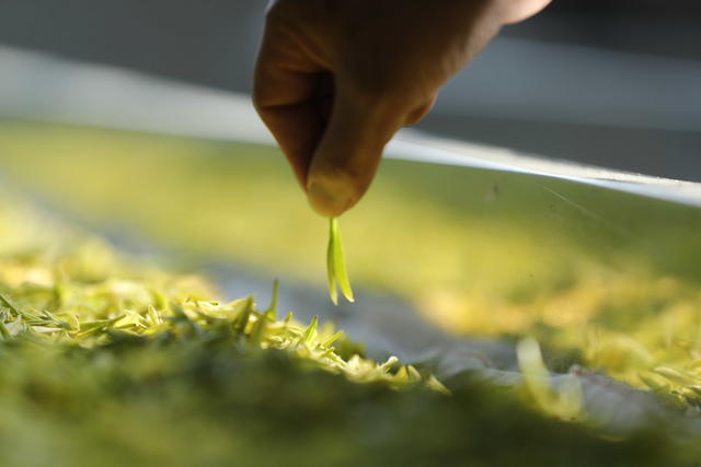 明前茶 采摘 加工