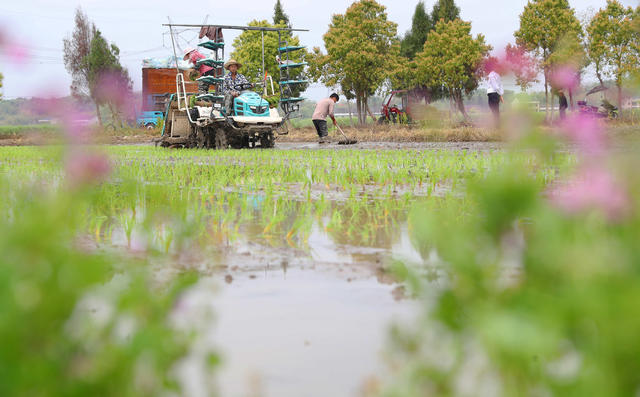 早稻 育秧 插秧 春耕生产