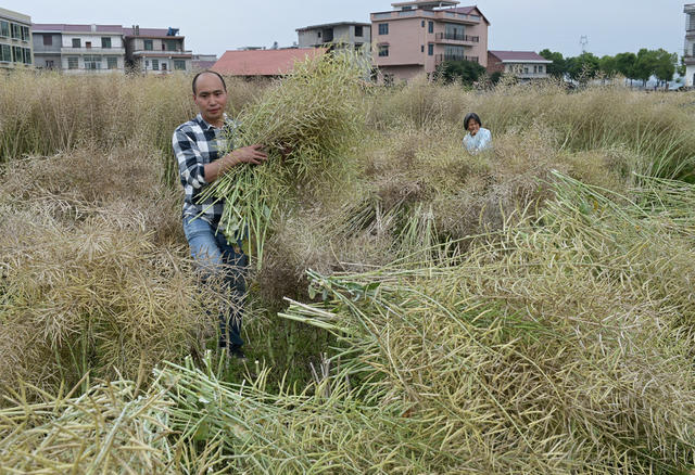 油菜收割,丰收,农业,农村,农民,天气,增产增收,种植业,丰产丰收
