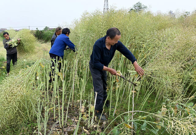 油菜收割,丰收,农业,农村,农民,天气,增产增收,种植业,丰产丰收