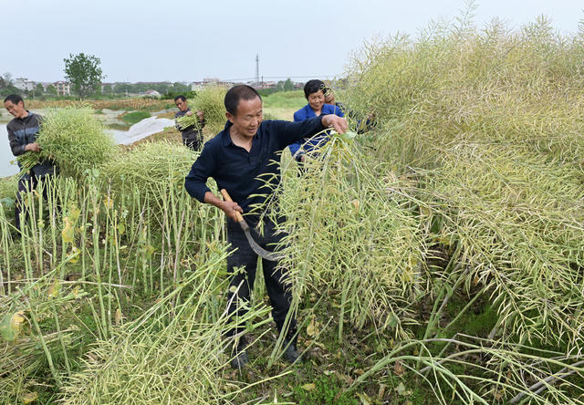 油菜收割,丰收,农业,农村,农民,天气,增产增收,种植业,丰产丰收