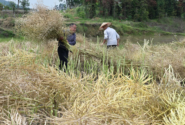 油菜收割,丰收,农业,农村,农民,天气,增产增收,种植业,丰产丰收