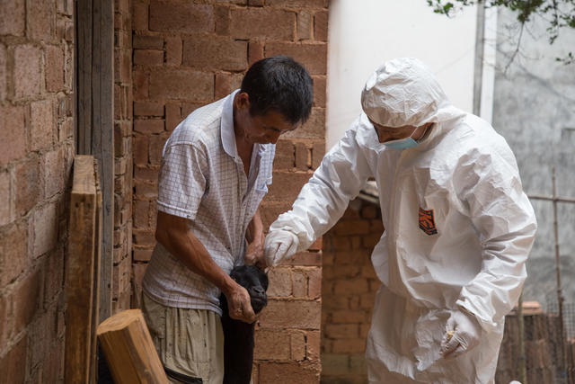 畜牧  养殖  黑山羊  防疫