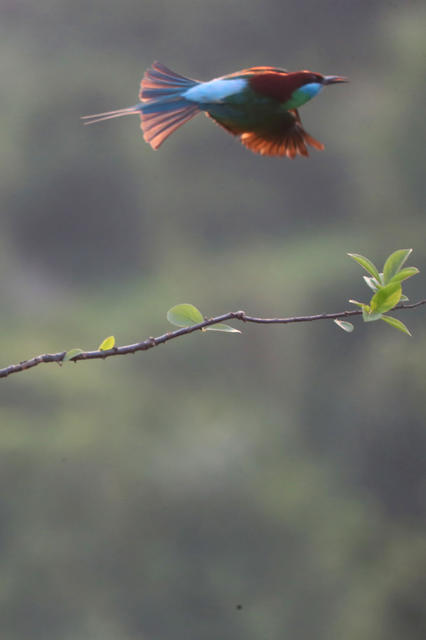 蓝喉蜂虎 衡东 山林 生态 繁育
