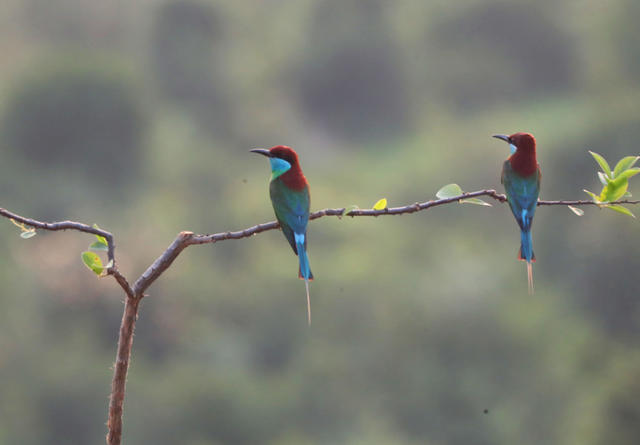 蓝喉蜂虎 衡东 山林 生态 繁育