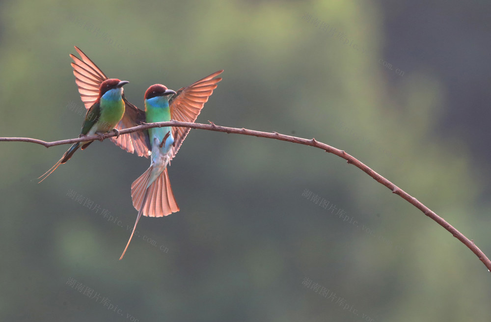 蓝喉蜂虎 衡东 山林 生态 繁育