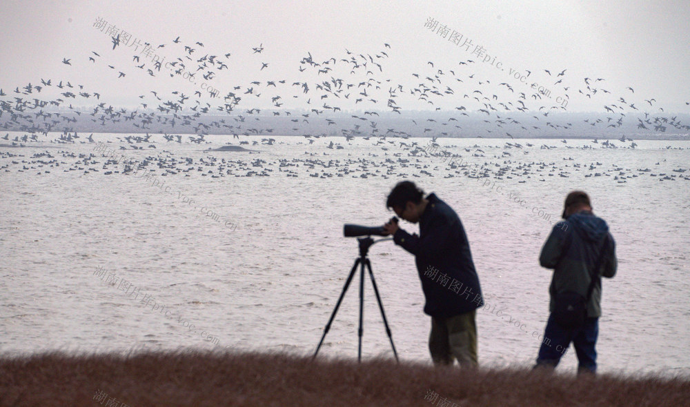 东洞庭湖 自然保护区 候鸟 生态 野生动物 湿地 