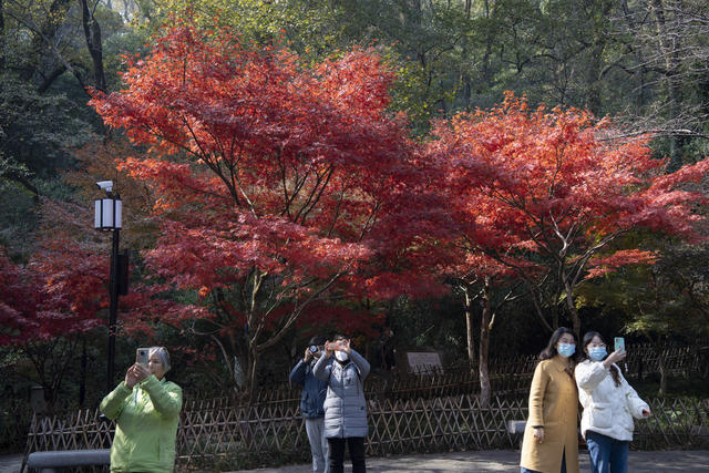 爱晚亭 岳麓书院 岳麓山 枫叶 赏枫 银杏 观景  拍照胜地 