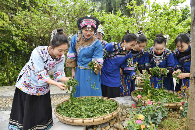 乡村振兴 黄金茶园 茶叶种植 茶旅融合 隘口村