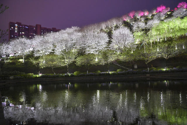 樱花 晚安文化园 夜樱 春天 夜晚灯光 赏景