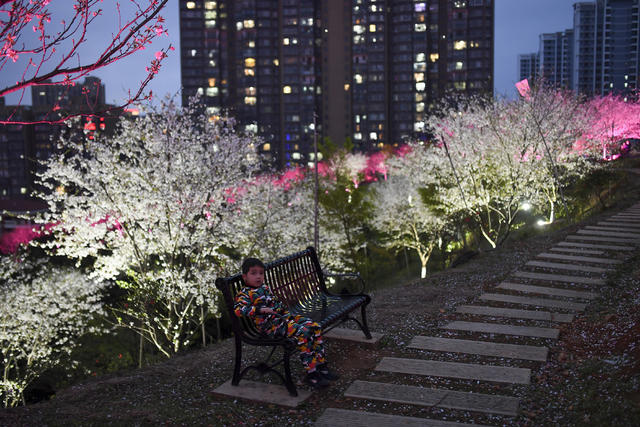 樱花 晚安文化园 夜樱 春天 夜晚灯光 赏景