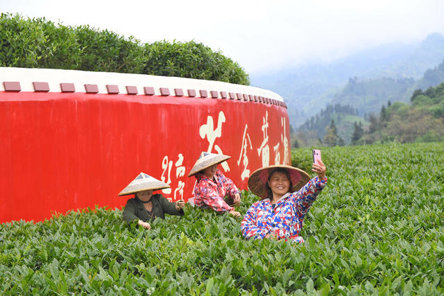 乡村振兴 黄金茶园 茶叶种植 茶旅融合 隘口村