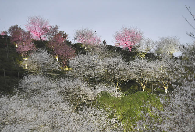 樱花 晚安文化园 夜樱 春天 夜晚灯光 赏景