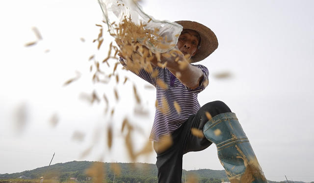 袁氏 优质稻 育种 杂交水稻 播种 粮食 自主创新