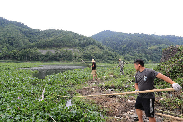 河道 打捞 水葫芦 处置 蔓延 保护 水环境
