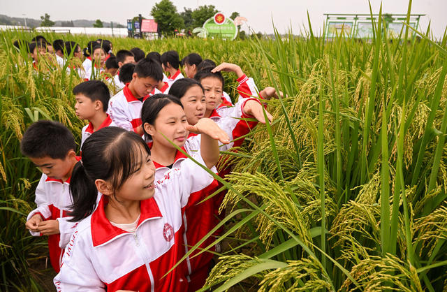 收割 水稻 长沙县 丰收 农作物 田间