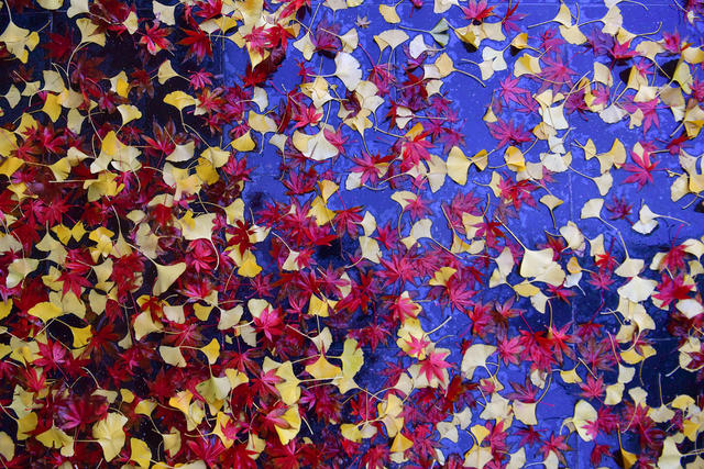 下雪 低温雨雪 寒潮大风 长沙 银杏叶 红枫 冬季