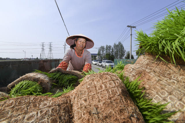 水稻机械化 插秧机 乌山街道; 现代农机 春耕 秧苗 农业 助农