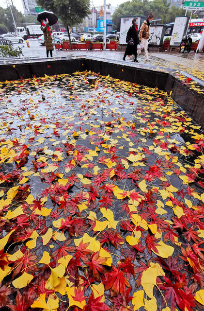 下雪 低温雨雪 寒潮大风 长沙 银杏叶 红枫 冬季
