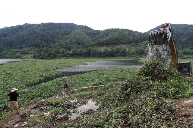 河道 打捞 水葫芦 处置 蔓延 保护 水环境
