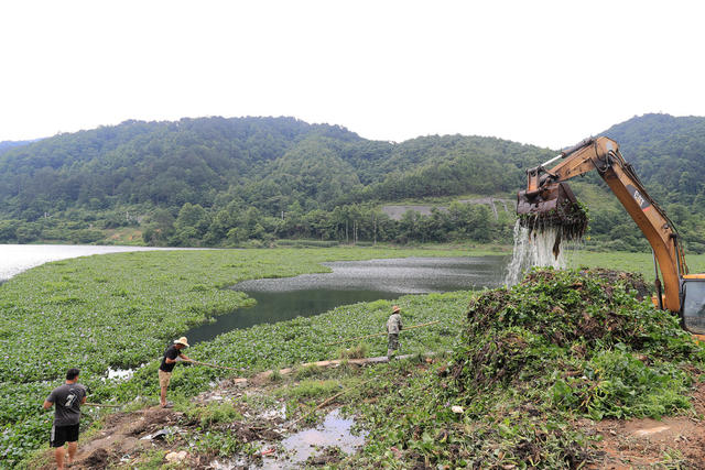 河道 打捞 水葫芦 处置 蔓延 保护 水环境
