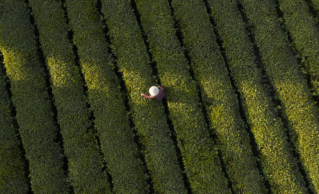 金井镇 三棵树茶园 清明茶 金井茶叶 茶农 生态茶园 采摘 丰收 春茶