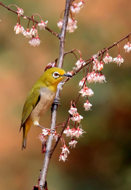 五星村 绣眼鸟 桃花树 樱花树 春天 生机