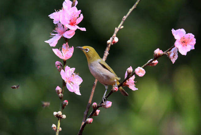 五星村 绣眼鸟 桃花树 樱花树 春天 生机