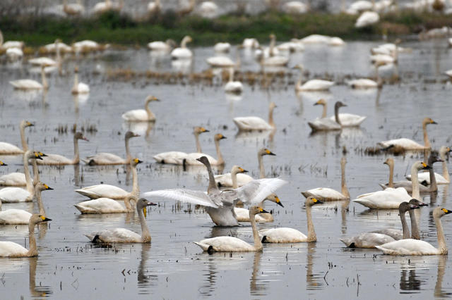 东古湖 湿地 天鹅湖 管理区 小天鹅 越冬 候鸟 洞庭湖 自然 栖息地