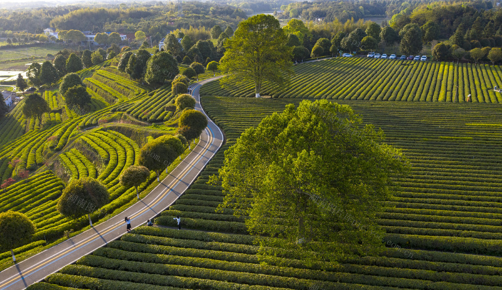 金井镇 三棵树茶园 清明茶 金井茶叶 茶农 生态茶园 采摘 丰收 春茶