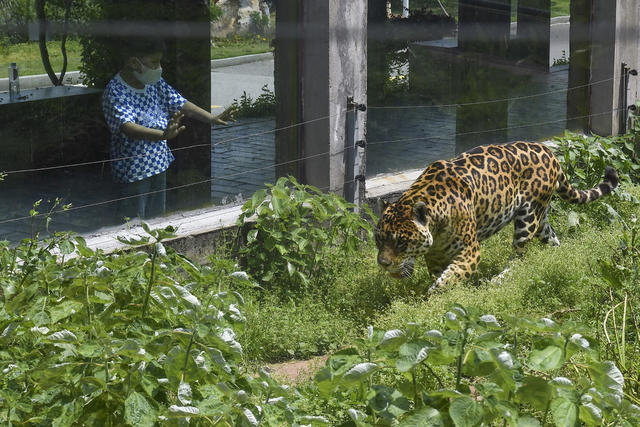 生态动物园 火烈鸟 恢复开放 美洲豹 白颊长臂猿 大猩猩 游玩