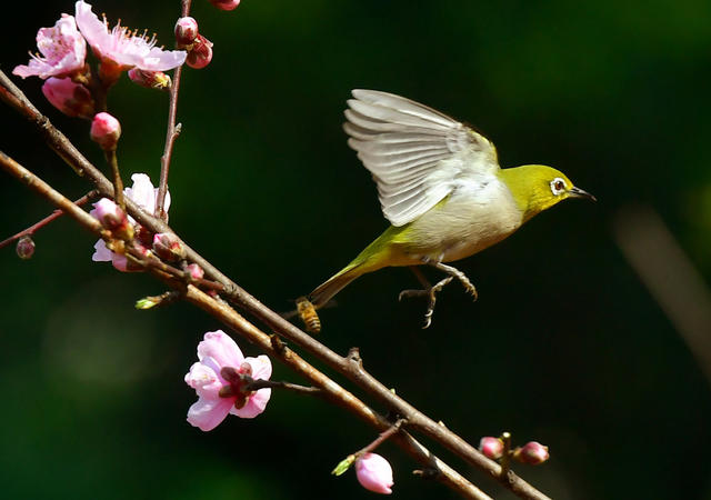 五星村 绣眼鸟 桃花树 樱花树 春天 生机
