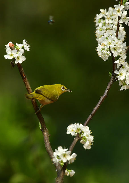 五星村 绣眼鸟 桃花树 樱花树 春天 生机