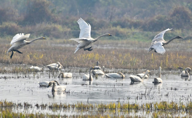 东古湖 湿地 天鹅湖 管理区 小天鹅 越冬 候鸟 洞庭湖 自然 栖息地