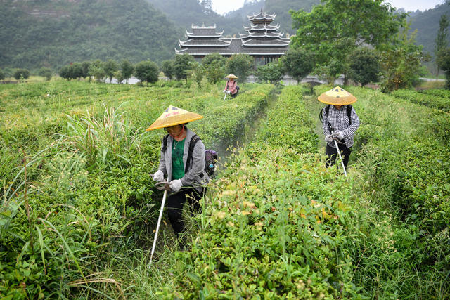 界亭驿村 胜利乡村 茶园 水果采摘 游步道 美丽乡村 