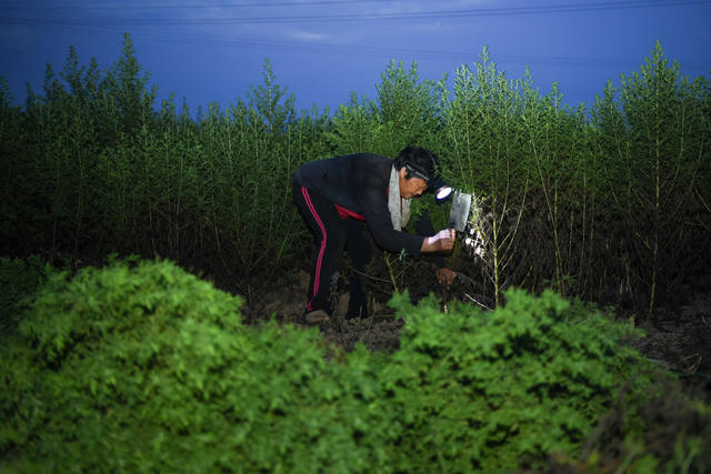 水口桥村 青蒿 灭虫 打青蒿 中药材