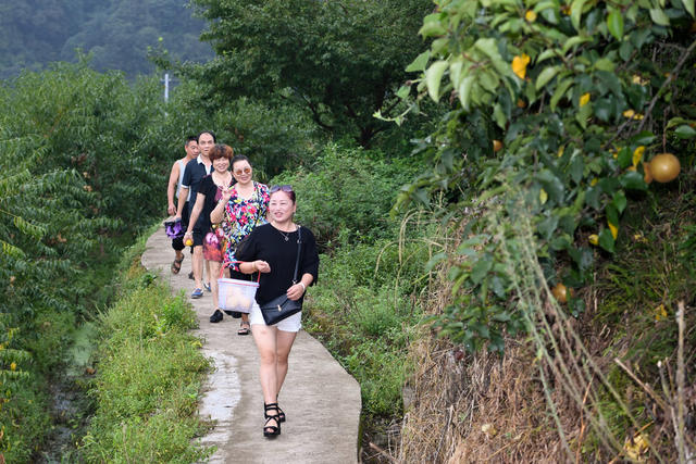 界亭驿村 胜利乡村 茶园 水果采摘 游步道 美丽乡村 