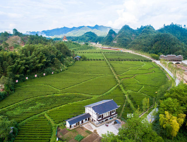 界亭驿村 胜利乡村 茶园 水果采摘 游步道 美丽乡村 