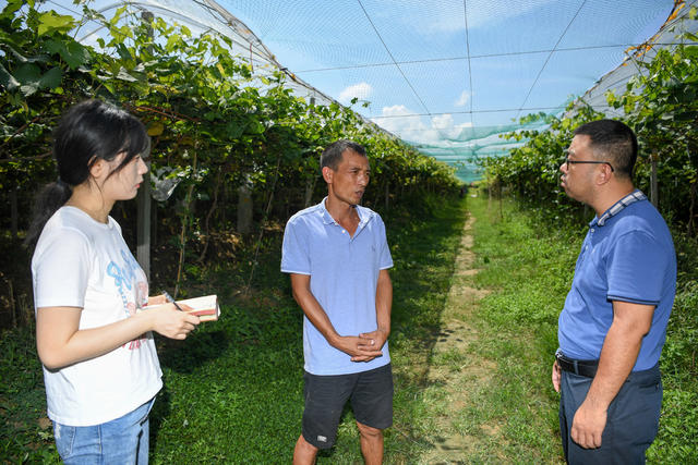 乡村振兴 生态农业 葡萄 田园生活 