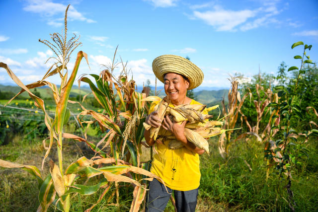 乡村振兴 半界村 油茶 葡萄园 生态 贫困户 梯田 玉米 